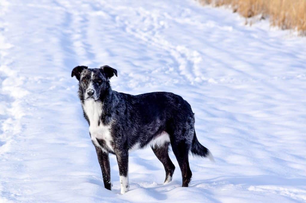 amener son chien pour une croisière en antarctique